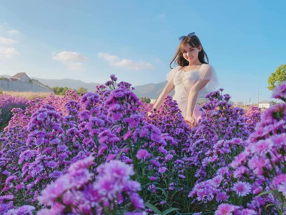 Vườn hoa thạch thảo ở Bà Rịa với sắc tím mộng mơ