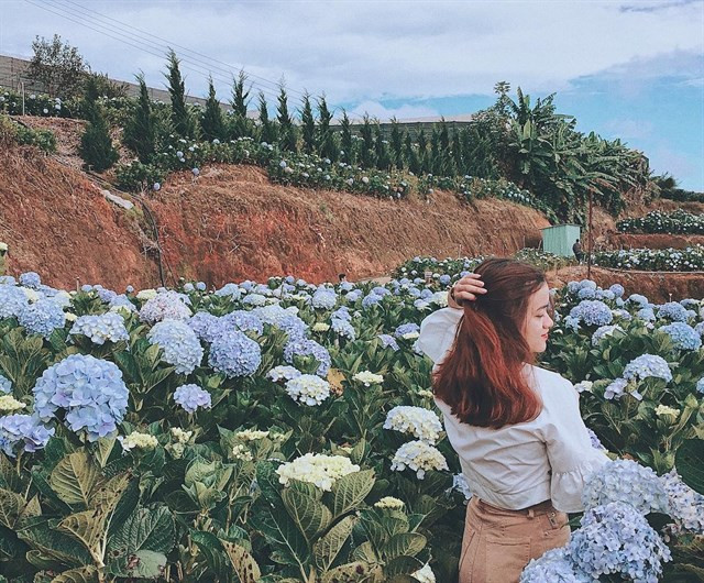 Vườn hoa tú cầu ở Trại Mát