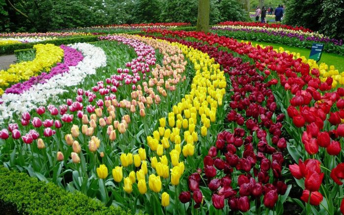 Vườn hoa tulip đẹp, rực rỡ sắc màu và đầy lãng mạn.