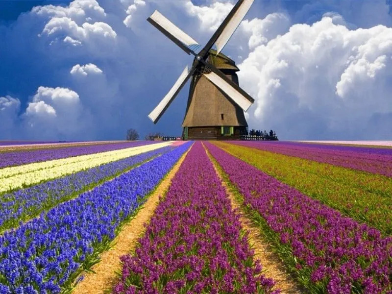 Vườn hoa tulip Hà Lan Keukenhof rực rỡ sắc màu