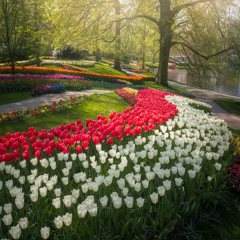 Vườn hoa tulip Keukenhof không người, sắc vàng rực rỡ dưới nắng