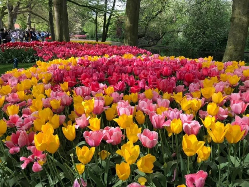 Vườn hoa tulip Keukenhof vào mùa xuân
