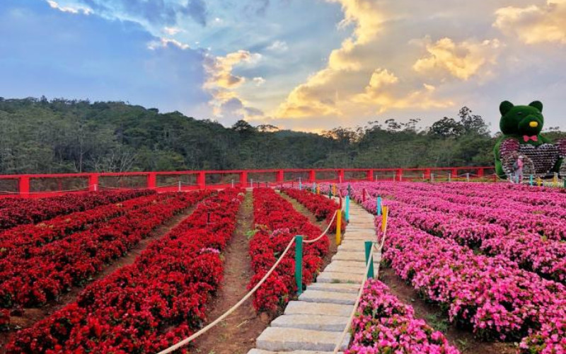 Vườn hoa Vạn Thành Đà Lạt rực rỡ sắc màu, minh chứng cho allintitle:Vườn hoa đà lạt đẹp