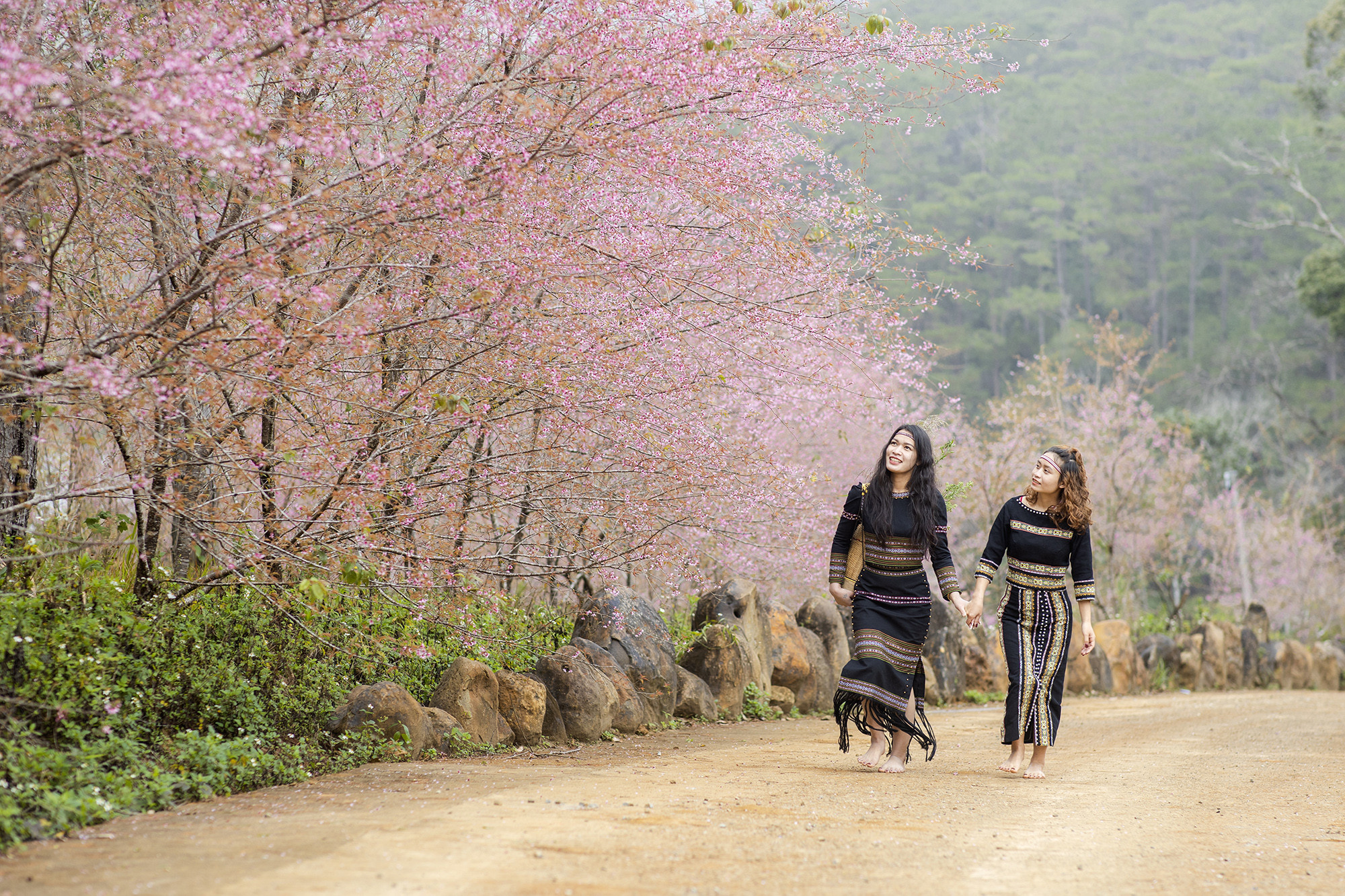 Vườn hoa Việt Úc Flower Garden Măng Đen với hàng mai anh đào rực rỡ