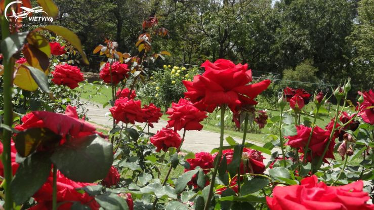 Vườn hồng đỏ đẹp nhất thế giới ở Ruston