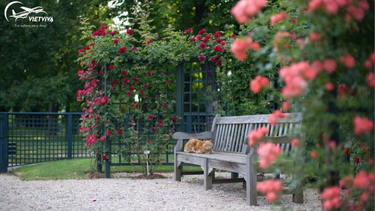 Vườn hồng đỏ đẹp ở Giardino