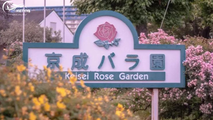 Vườn hồng Keisei ở Nhật