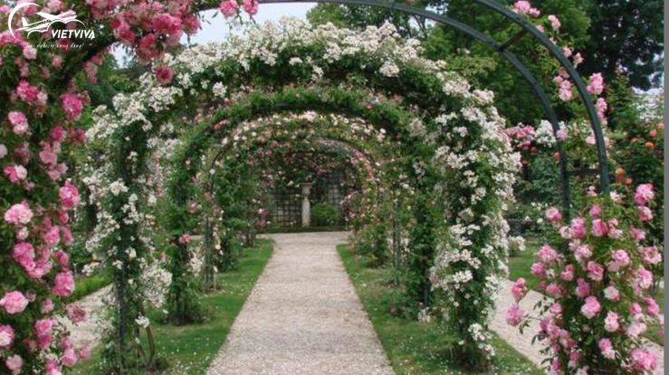 Vườn hồng L’Hay Les Rose ngọt ngào