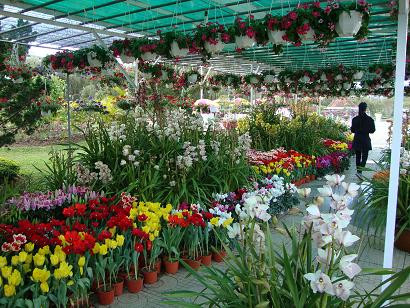 Vườn lan hồ điệp đa dạng chủng loại trong Vườn hoa thành phố Đà Lạt