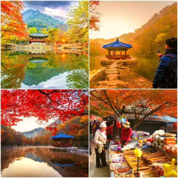 Vườn quốc gia Naejangsan rực rỡ đẹp mắt vào mùa thu.